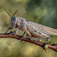 Саранча. :: Олег Савицкий