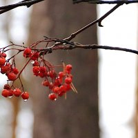 После дождя :: Любовь Сахарова