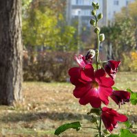 У мальвы вторая волна цветения :: Татьяна Смоляниченко