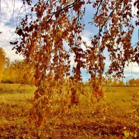 Пейзаж за кисеёй берёзы. :: Восковых Анна Васильевна 