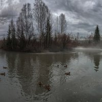 Утки на реке :: Анатолий Володин