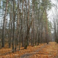 О неспешных прогулках в октябре.. :: Андрей Заломленков