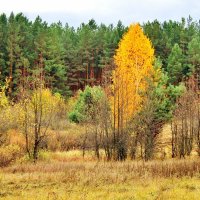 Болотце в середине хвойного леса. В этих кустах иногда слышится хрюканье кабанов. :: Восковых Анна Васильевна 