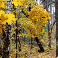 Осенний лес. :: Егор Бабанов