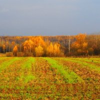 Отдыхает хлебное поле :: Милешкин Владимир Алексеевич 