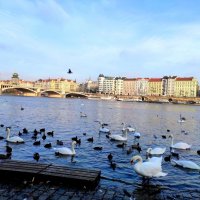 Прага. Набережная. Карлово наместье. :: Елена Галата