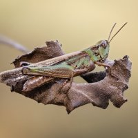 Кузнечик :: Александр Григорьев