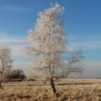 Холодная красота. :: nadyasilyuk Вознюк