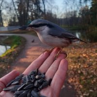 Поползень :: Сапсан 