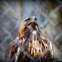 птица высокого полета :: Олег Лукьянов