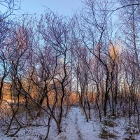 Красивые изогнутые деревья в снегу на закате :: Анатолий Володин