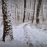 "Припорошенные стволы. Измайлово"© :: Владимир Макаров