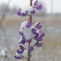 Последний. :: Вячеслав. Синицын