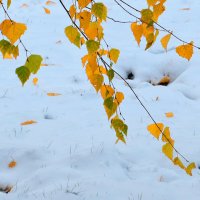 Осень встретилась с зимою... :: Светлана 