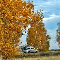 Приехали в гости к моим любимицам берёзкам. :: Восковых Анна Васильевна 