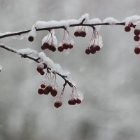 Веточка с яблоками под снегом :: Александр Щеклеин