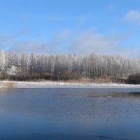 Седой лес. :: Татьяна Глинская