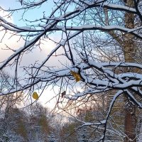 первый снег :: Елена Аксамит