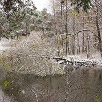 Упавшее дерево :: Андрей Снегерёв