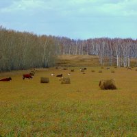 Осенняя пастораль. :: nadyasilyuk Вознюк