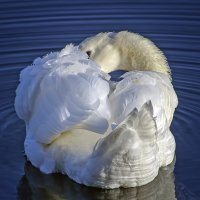 Словно белый цветок на воде :: Андроник Александр 