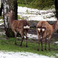 ПЕРВЫЙ СНЕГ Утром глянул я чуть свет: Двор по-зимнему одет. :: "The Natural World" Александер