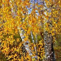 Мои любимицы берёзки. :: Восковых Анна Васильевна 