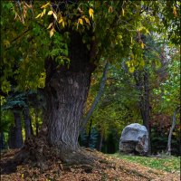 Камень в Струковском саду :: Александр Тарноградский