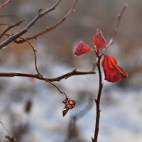 Детали природы ноября :: Роман Пацкевич