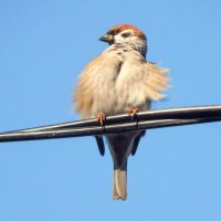 Чем я не орёл? :) :: Елена Хайдукова  ( Elena Fly )