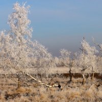 Берёзки ноября. :: nadyasilyuk Вознюк