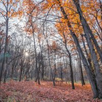 В ноябрьском лесу... :: Владимир Жданов