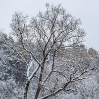 ноябрьский первый снег :: Дмитрий 