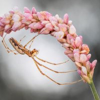 Паук.Tetragnatha. :: Александр Григорьев