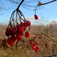 Калина красная :: Михаил Столяров