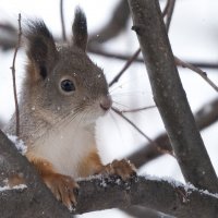 *** :: Владимир Безбородов