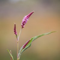 Горец щавелелистный,горец развесистый,(Persicaria lapathifólia). :: Александр Григорьев