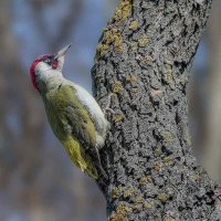 Зелёненький совсем! :: Николай Охотник