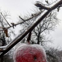 Яблоко и лед :: Влад 