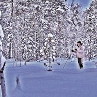 Лыжник в заснеженнгогм лесу! :: Владимир 