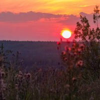 Закат солнца над тайгой. Окрестности Ухты, Республика Коми :: Николай Зиновьев