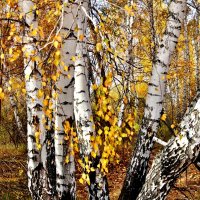 Мои любимицы берёзки. :: Восковых Анна Васильевна 