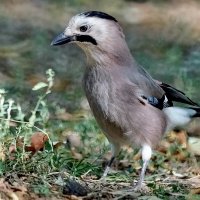 Время заготовок... :: Николай Саржанов