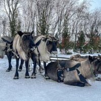 Праздник севера :: Дмитрий Иванов