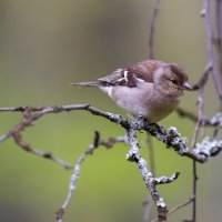 Птицы Петергофа :: Владимир Лазарев