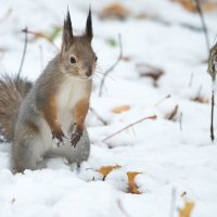 *** :: Владимир Безбородов