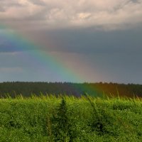 Просто летний дождь прошёл. :: nadyasilyuk Вознюк