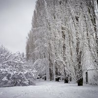 "Заснеженные"© :: Владимир Макаров