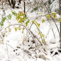 Кустик под снегом :: Андрей Снегерёв