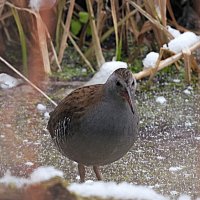 Водяной пастушок :: Лина 